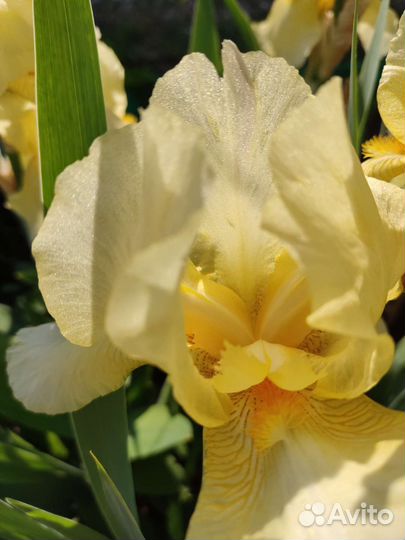 Ирисы бородатые