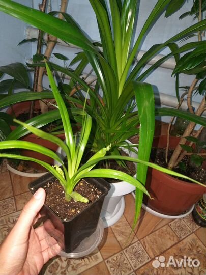 Комнатные цветы