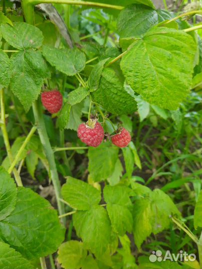 Малина, смородина