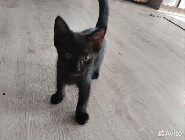 Отдам в хорошие руки