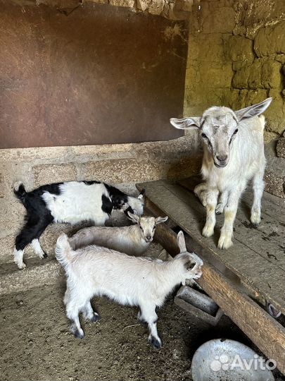 Коза, козлята
