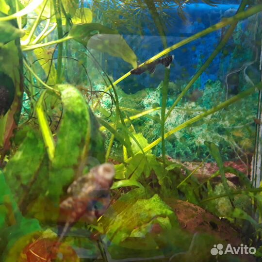 Малыши анциструсов