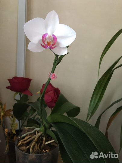 Орхидея фаленопсис