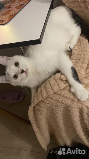 Кот в добрые руки