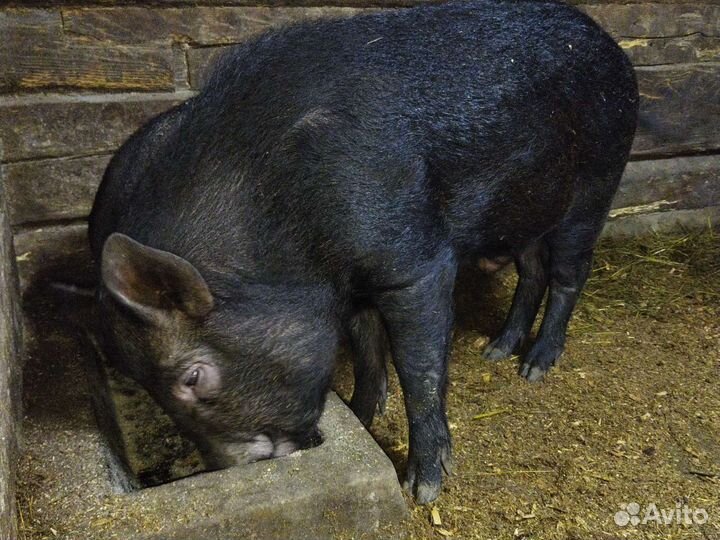 Поросята Кармалы