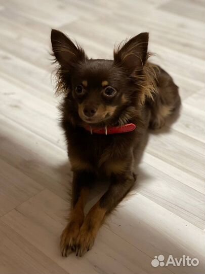 Вязка той-терьер