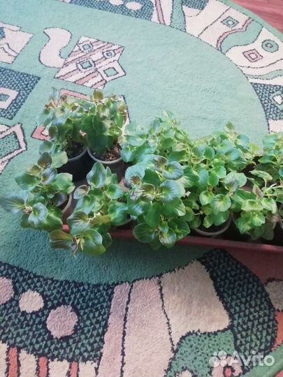 Бегония вечноцветущая махровая