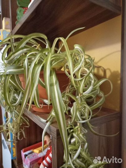 Хлорофитум