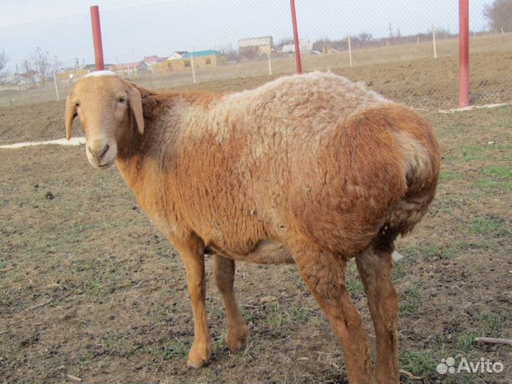 Овцы, Бараны, овцематки, ярки, баранина