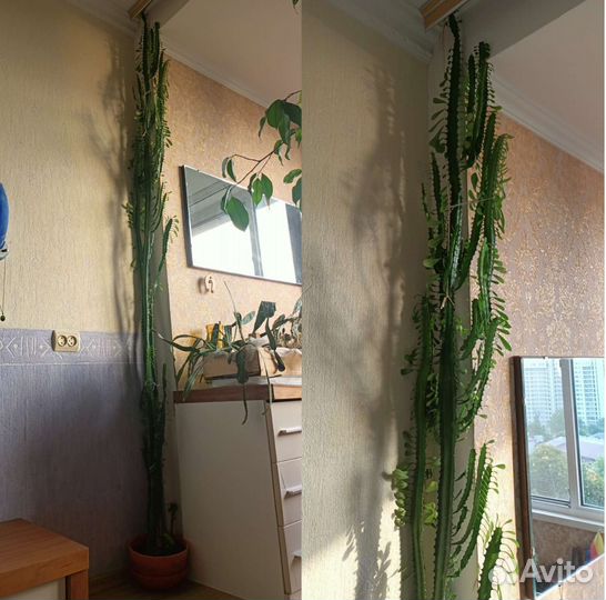 Кактус - Молочай