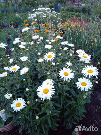 Садовая ромашка.Жемчужная ромашка.Голубая ромашка