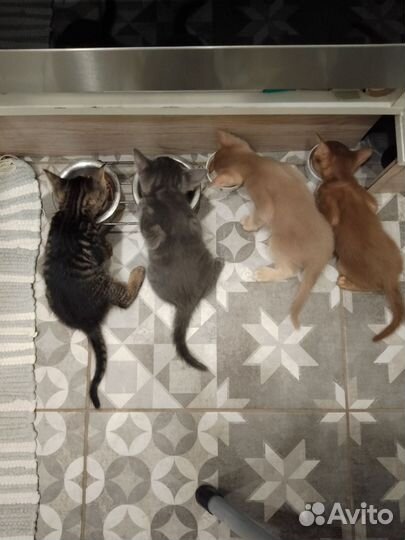 Котята метисы