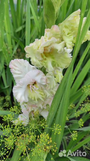 Гладиолусы луковицы