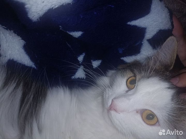 Котик в добрые руки