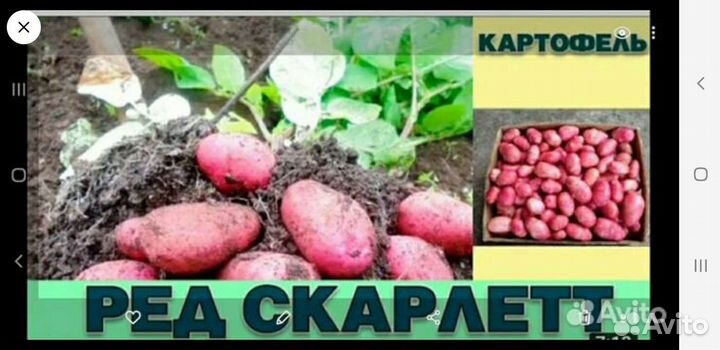 Семенной картофель ред скарлет