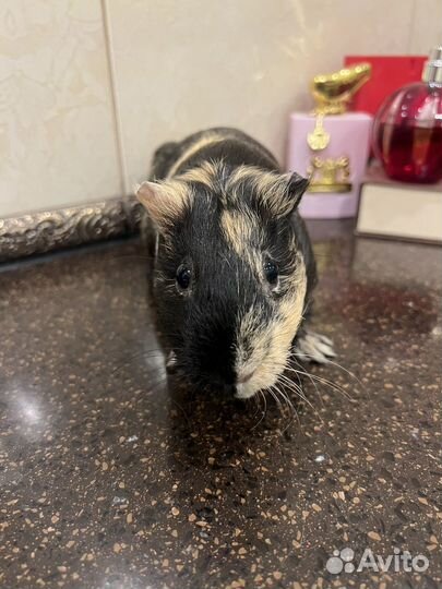 Морская свинка в аренду бесплатно