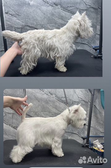 Тримминг (груминг), экспресс линька, стрижка собак