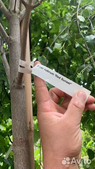 Клен остролистный сортовой 1,0-8,0 м, питомник