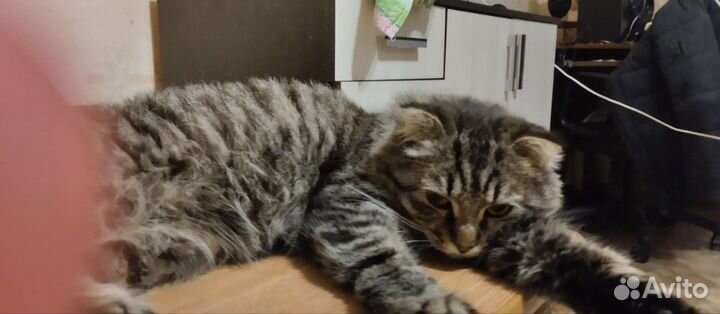 Кошка в дар