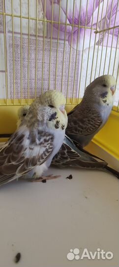 Выставочные попугаи чехи