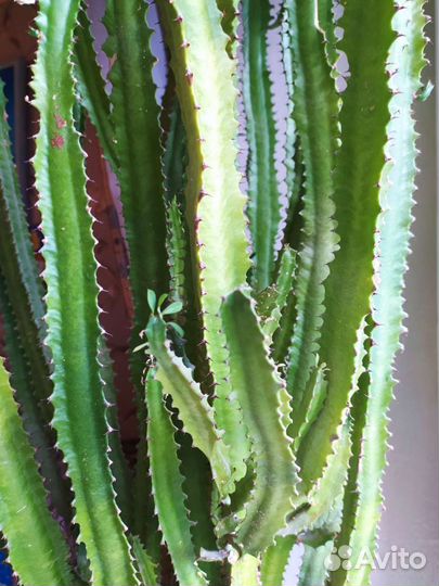 Кактус. Молочай трехгранный или эуфорбия тригона