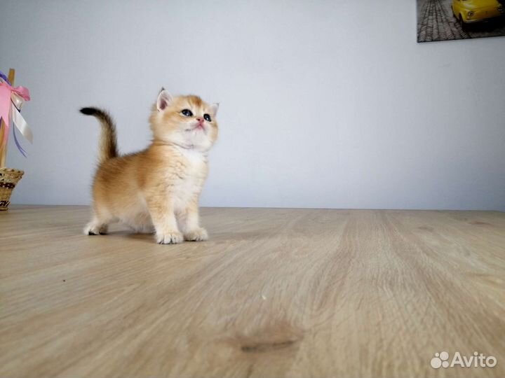 Британские котята