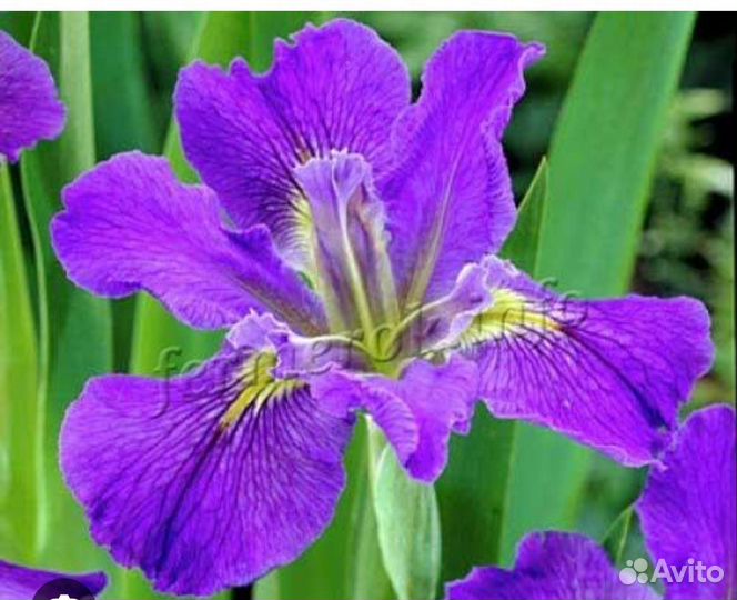 Ирис высокие