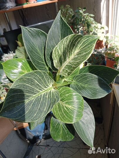 Филодендрон Биркин