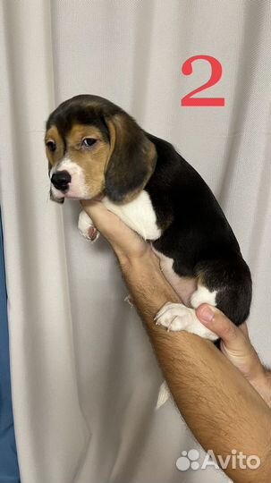 Щенки бигль