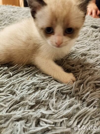 Домашние животные котята