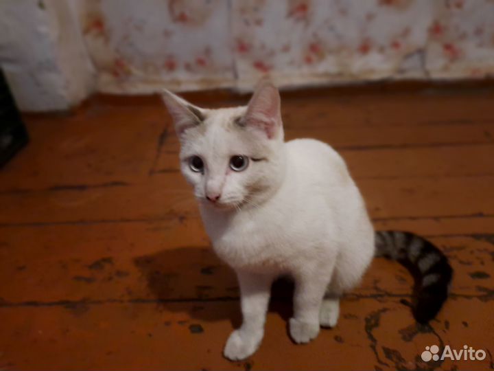 Отдам котенка