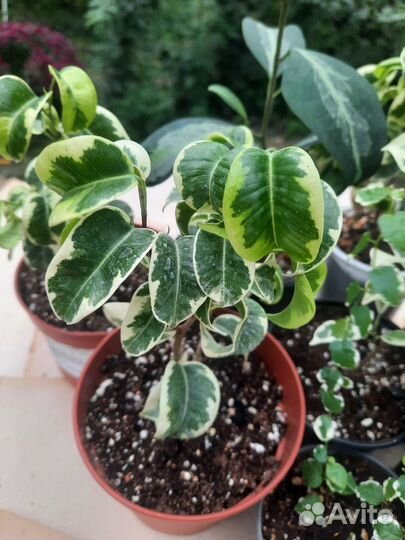 Сортовые фикусы