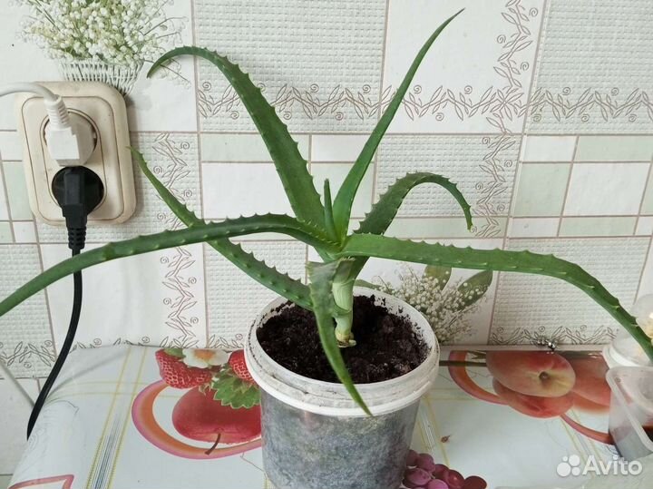 Алоэ лечебный