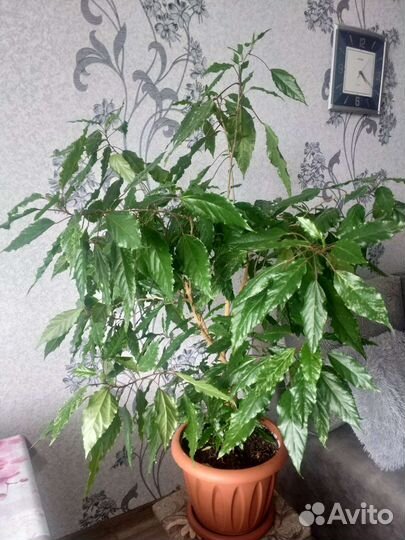 Гибискус китайская роза