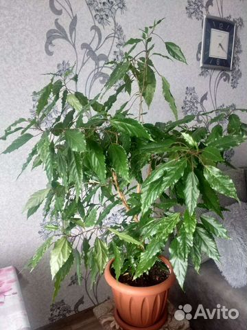 Гибискус китайская роза