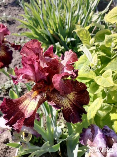 Ирис сортовой