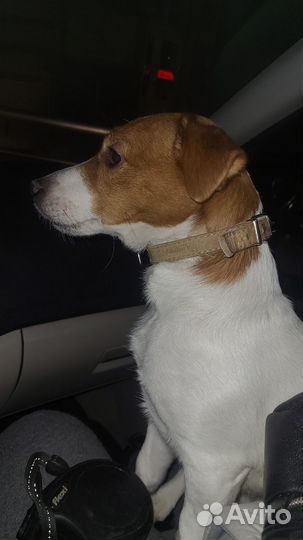 Кобель для вязки Джек рассел