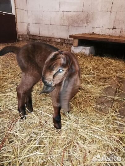 Козлики Нубо-камори