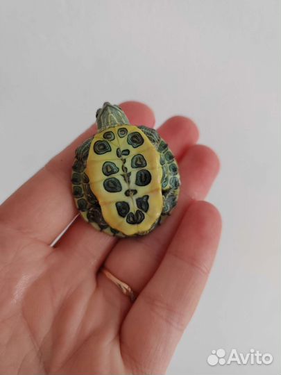 Черепаха красноухая