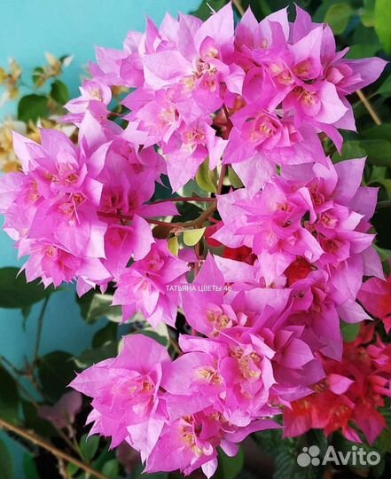 Махровые бугенвиллии (черенки)