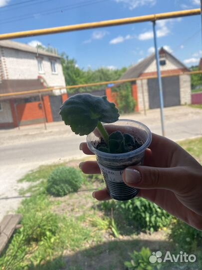 Детки сортовых фиалок