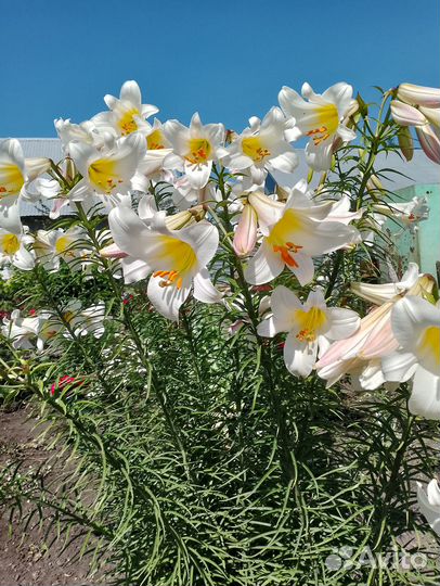 Лилии луковицы