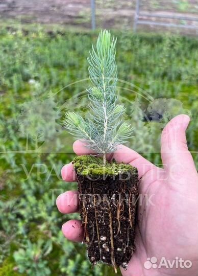 Голубая ель зкс сеянцы