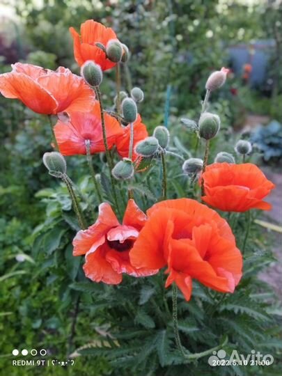 Бруннера, Мак вост