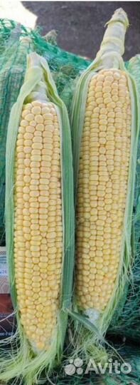 Кукуруза