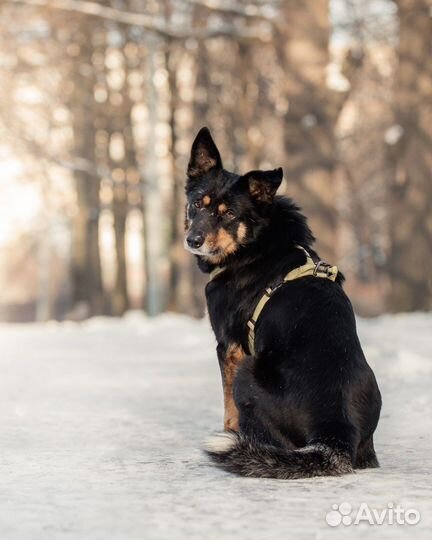 Собака в добрые руки бесплатно