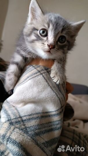 Котенок мальчик