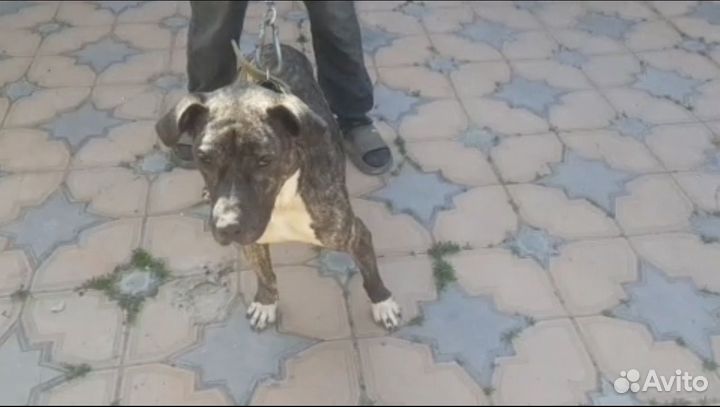 Собака питбультерьер