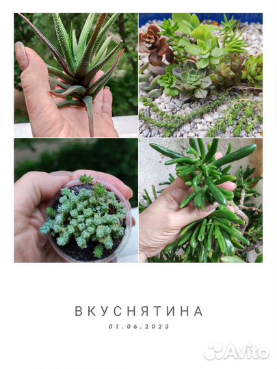 Набором,садиком,в горшке, авито-почтой в интерьер