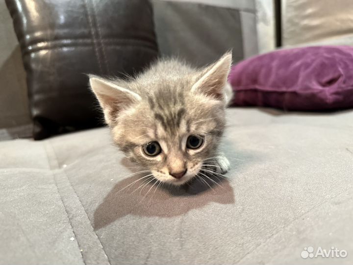 Котята бесплатно